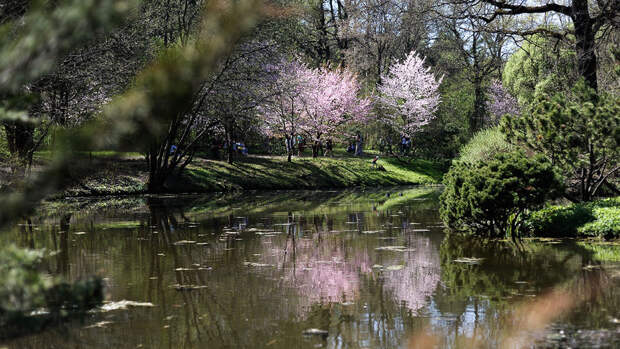 Специалист Маслов: сакура может зацвести в Москве в середине апреля