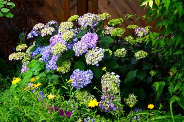 Гортензия крупнолистная (Hydrangea macrophylla) Гортензия крупнолистная (Hydrangea macrophylla)