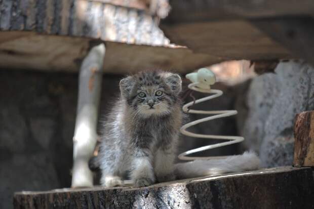 В Новосибирском зоопарке появились на свет 12 котят манулов