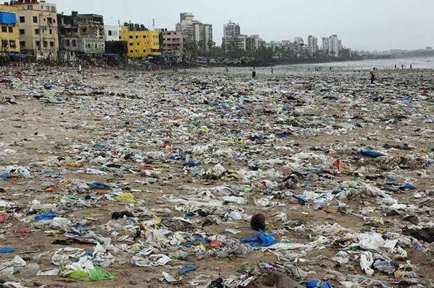С пляжа в Индии убрали 5000 тонн мусора, чтобы спасти черепах животные, история, мусор, факты