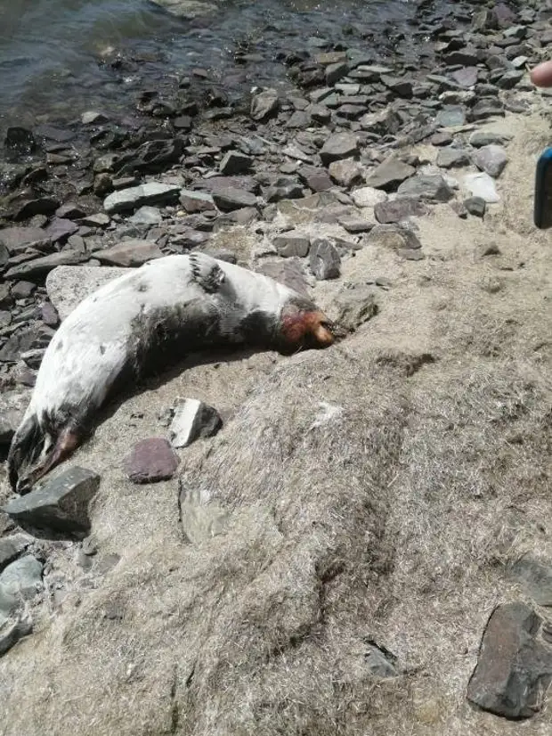 В Мангистау нашли еще почти сотню мертвых тюленей