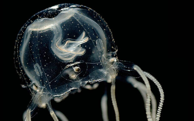 Медузы способны быстро обучаться, несмотря на отсутствие мозга