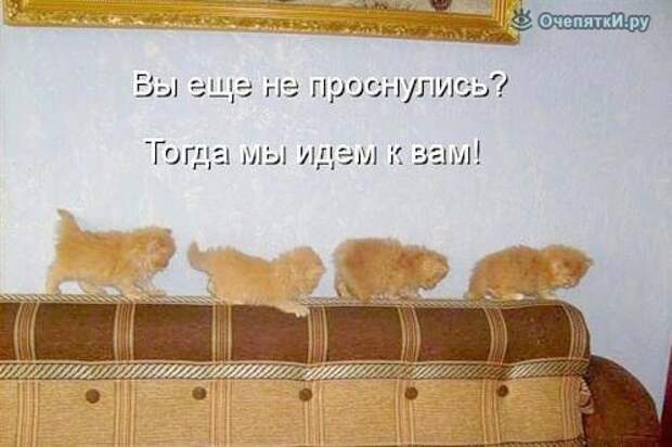 Кошачья котоматрица 13