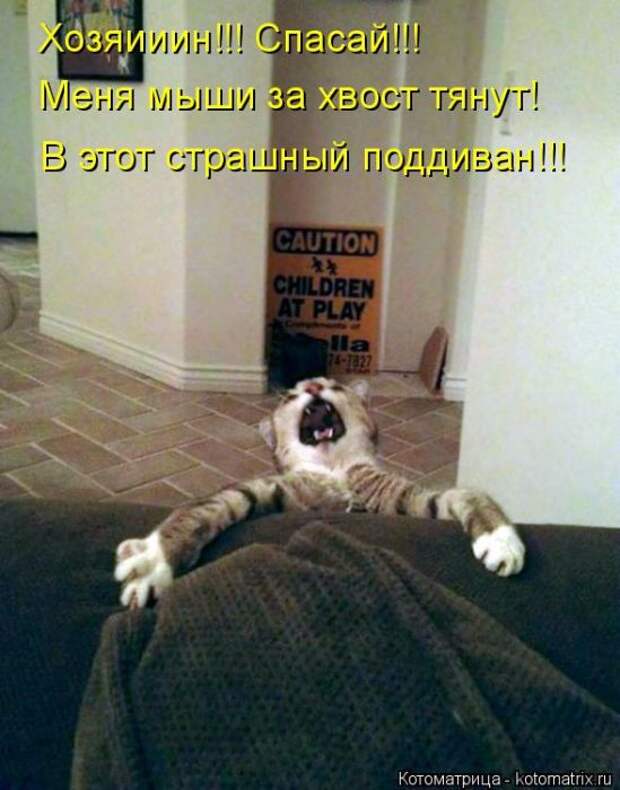 Лучшие котоматрицы недели Лучшие котоматрицы недели