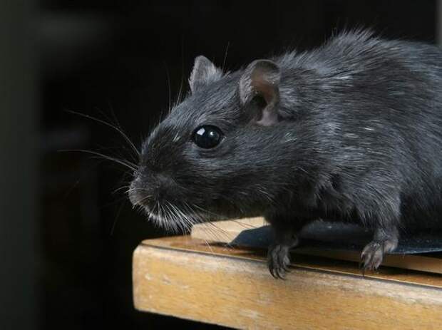 Мертвую крысу заметили в подземном паркинге Приморского района Петербурга