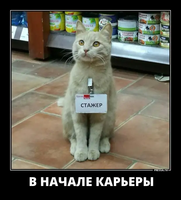 Включи смешная версия. Смешные коты с озвучкой. Смешные коты до слёз. Смешные котята с озвучкой самые смешные. Приколы с котами с озвучкой до слёз.