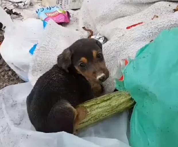 Щенок в куче мусора Черный щенок