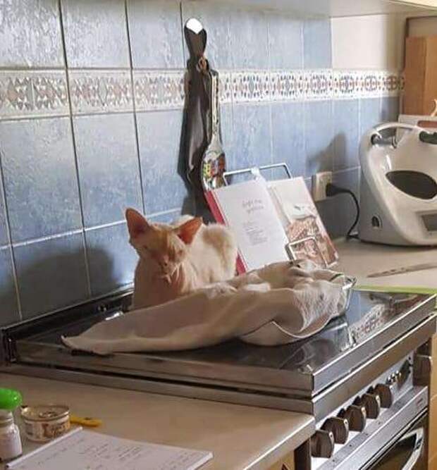спящий кот