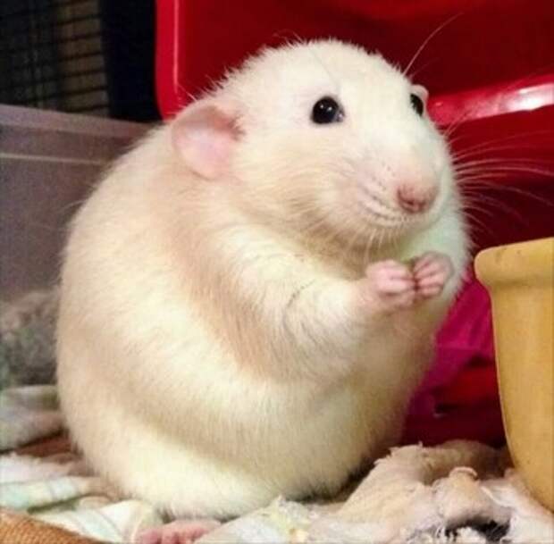 Белая толстая крыса милая