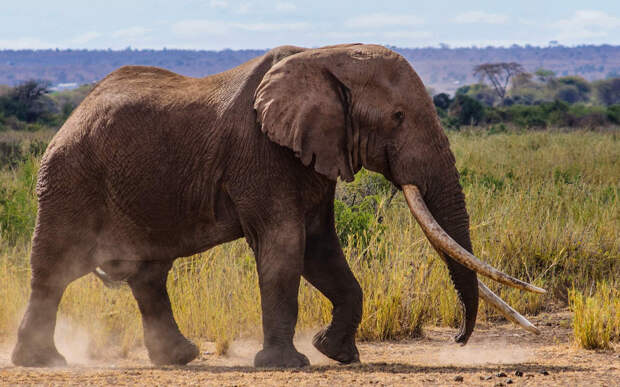 Африканский слон | Darada