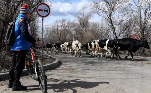 Новосибирская «поножовщина»: Министра сняли, депутат извинился, а деньги где?
