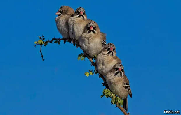 687c2d3aa98e57b4366713f3f3b8898e (700x447, 130Kb)