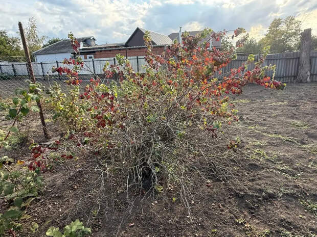 Спасите смородину, пока она спит: искореняющая обработка, после которой тля и клещи больше не появляются