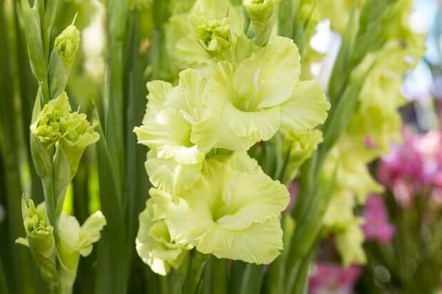 Гладиолус «Грин Стар» (Gladiolus ‘Green Star’) © gardenersworld  📷 