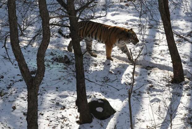 В Приморье женщина-водитель сбила краснокнижного амурского тигра