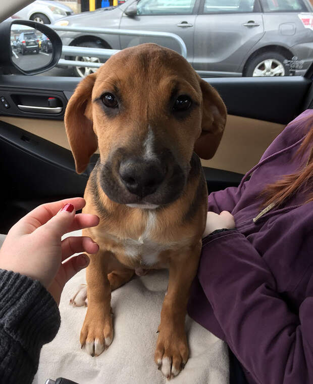 adopted-dogs-first-day-home-77-579776bc7c26c__700