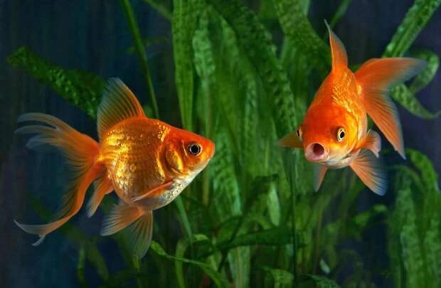 Есть причина, почему золотые рыбки плохо растут в аквариуме. /Фото: catdogcity.ru