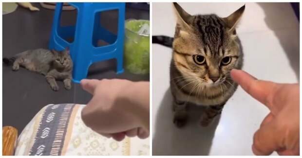 Коты, которые не любят, когда в них тычут пальцем