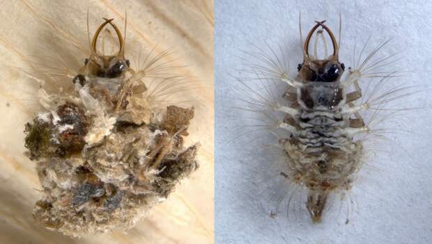 Личинка златоглазки  (лат. Chrysopidae) 