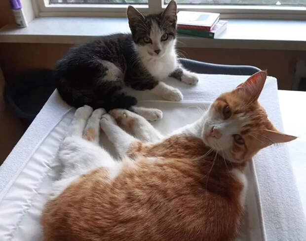 Без кота и жизнь не та