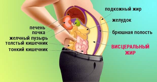 висцеральный жир как убрать