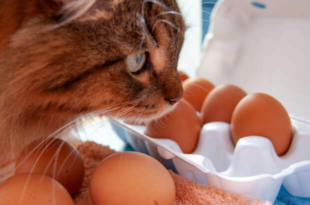 На Урале вновь взлетели цены на яйца