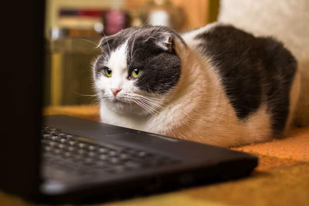 Ветеринар Дмитриев: агрессия питомцев может быть вызвана стрессом