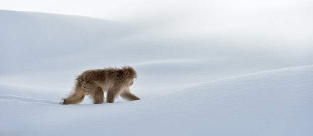 Нетронутый. Автор: Marsel van Oosten.