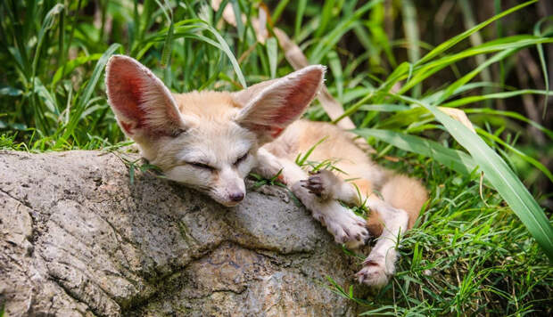 Как спят животные?