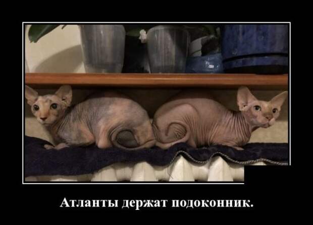 Кошачьи демотиваторы демотиваторы, коты, юмор