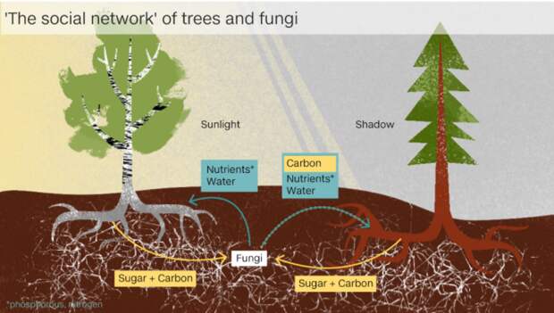 На корнях растений живут грибы-симбионты, получающие сахара в обмен на фосфор и иные услуги – в том числе, доставку питательных веществ от корней соседних деревьев  / ©AlbertonRecord.co.za