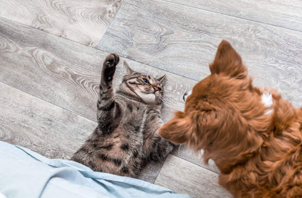 Как подружить собаку и кота