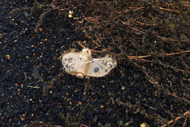 РКК: в приграничных областях РФ школьников будут учить минной безопасности