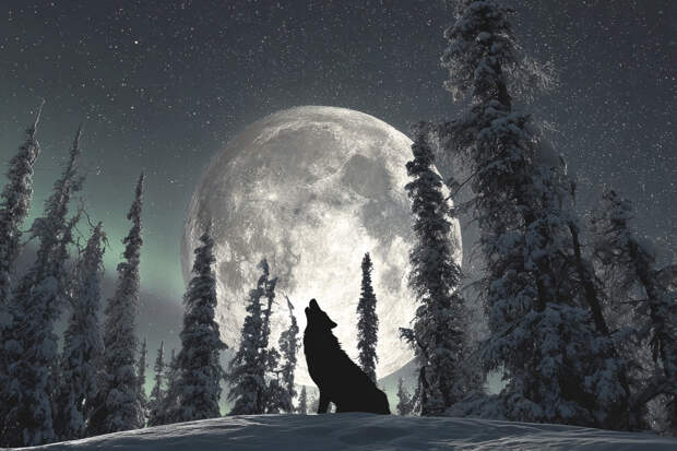 Волчья Луна в январе 2026 года: дата, время, особенности полнолуния