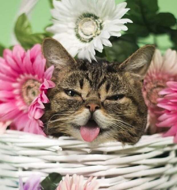 Кошечка среди цветов