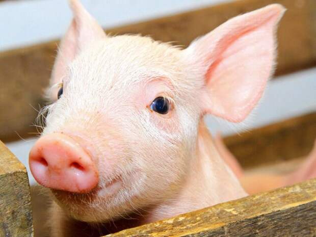 SCMP: в КНР фермер попытался перевезти свинью на беспилотнике и оставил без света деревню