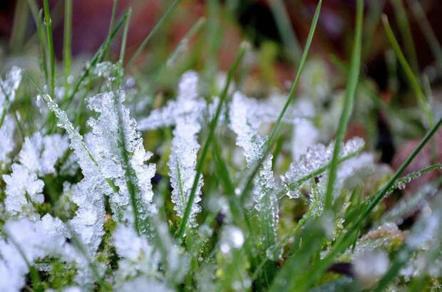 Агроэколог Гладилин: Весенние заморозки негативно влияют на цветы