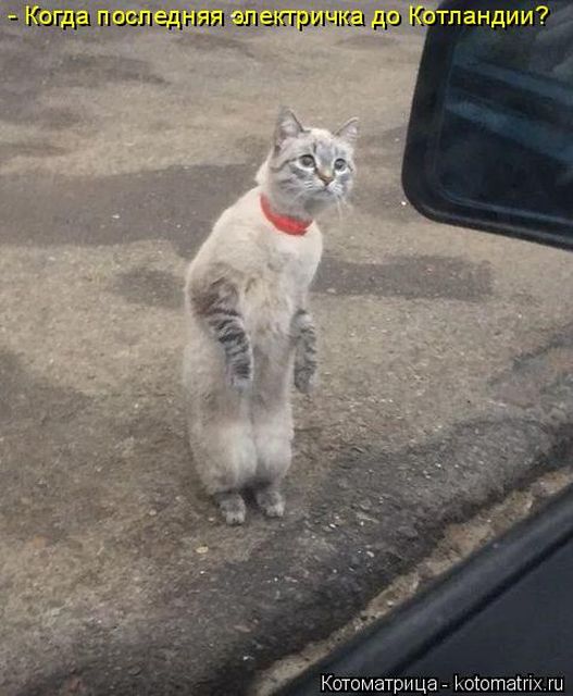 Лучшие котоматрицы недели (50 фото)