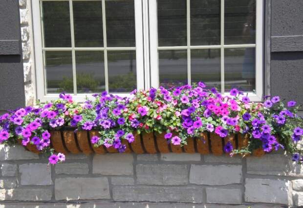 Оптимальный вариант - покупать и высаживать цветущие однолетники в июне / Фото: i.pinimg.com Оптимальный вариант - покупать и высаживать цветущие однолетники в июне / Фото: i.pinimg.com