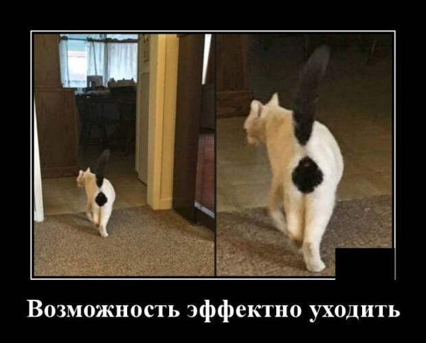 demotivatory-demotivator-smeshnye-demotivatory-demotivator-so-smyslom