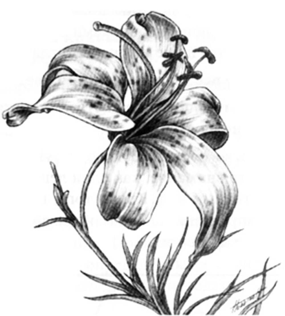 Лилия цветок карандашом