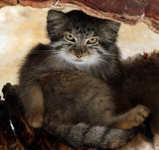 Найдены самые фотогеничные кошки в мире Найдены самые фотогеничные кошки в мире дикая природа, кошки, красная книга, манулы, природа, фауна, фото кошек, фото манулов