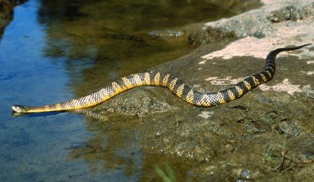 Фото: Тигровая змея в Австралии