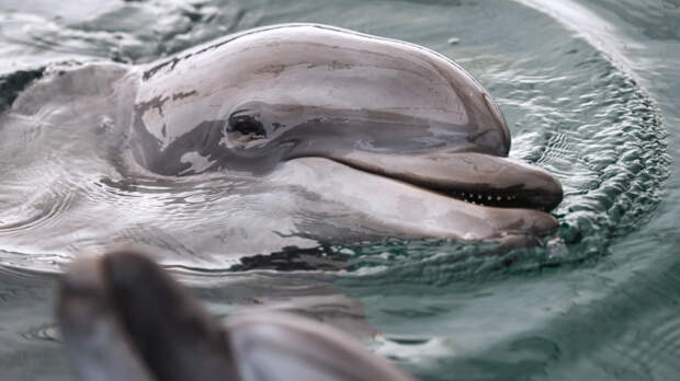 В Черном море впервые за 30 лет проведут перепись дельфинов