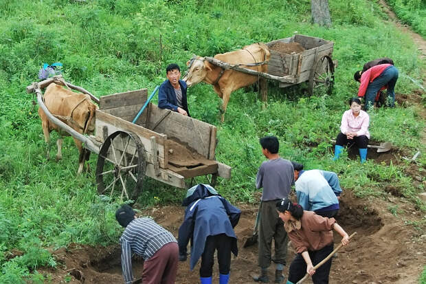 Северная Корея восстановит колхозную систему