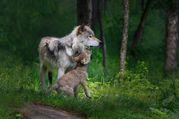 По следам волка: какие собаки — его генетические родственники