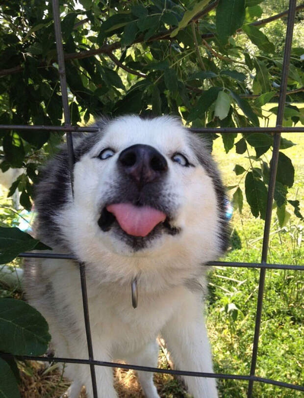 Was Walking By A Fence And This Little Derp Came To Say Hello