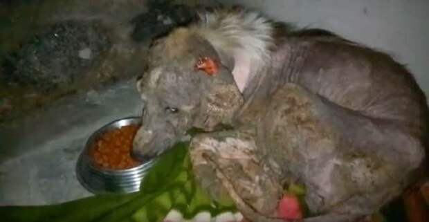 Больной пес Собака кушает