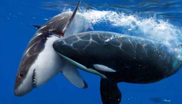 У смертоносных белых акул обнаружился более крупный и кровожадный враг