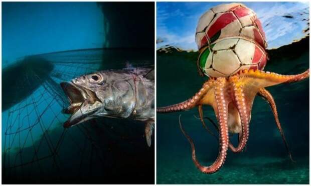 Полное погружение лучшие фотографии подводного мира 2020
